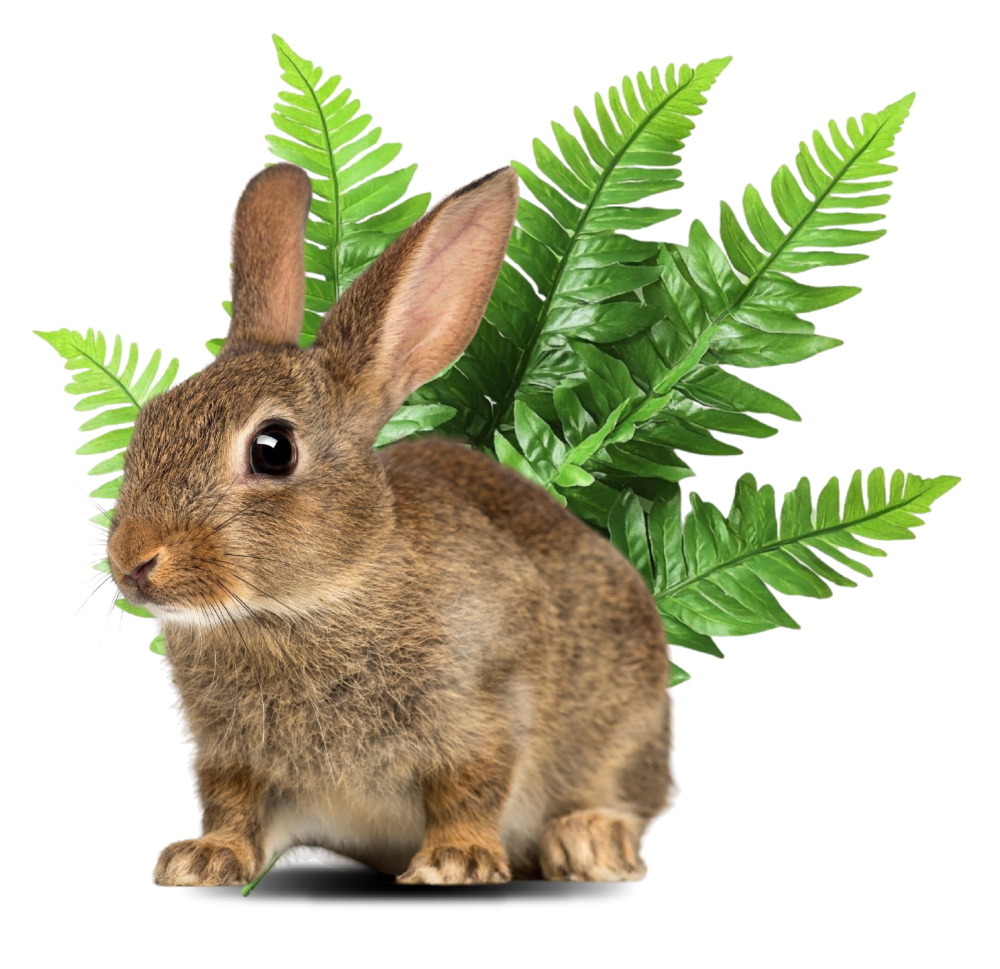 conejo
